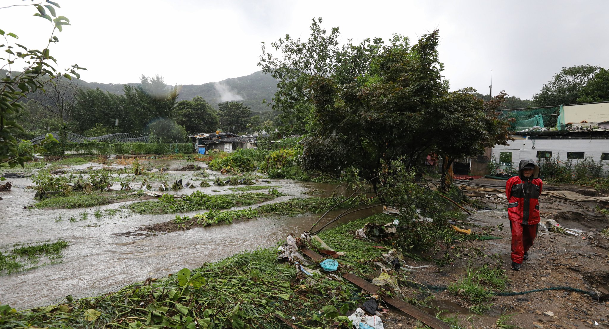 기록적인 폭우가 계속되고 있는 9일 오후 서울 강남구 구룡마을 주변 논밭이 침수되어 있다. 뉴시스