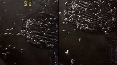 "큰 바퀴벌레떼 우르르, 충격적" 강남역 맨홀 공포의 동영상
