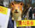 중복인 지난달 26일 오후 서울 종로구 광화문광장에서 한국동물보호연합 관계자들이 개식용 종식을 촉구하는 퍼포먼스를 진행하고 있다. 뉴스1