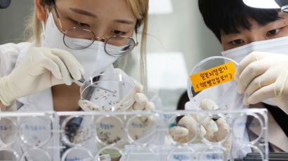 사망률 30% '일본뇌염'…대구서 채집된 빨간집모기서 검출