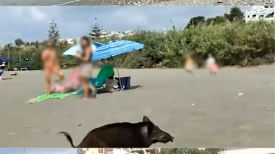멧돼지가 왜 바다서 나와?…난데없는 습격에 스페인 해변 비명