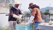 서울 한복판에 꿀벌 15만마리...‘파란눈 양봉가’ 놀라운 정체