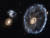 지구에서 약 5억 광년 떨어진 고리 모양 은하인 수레바퀴 은하. 안쪽 고리와 바깥쪽 고리, 두 은하의 충돌에 의해 신비로운 모양이 만들어졌다. 바깥쪽 고리는 우리 은하의 약 1.5배 크기다. 허블이 관측한 과거 데이터를 기반으로 2010년 만든 이미지다. 사진 ESA, Hubble, NASA
