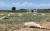 이탈리아의 한 연구소가 토리노 인근에서 찍은 사진이라며 지난 18일(현지시간) 배포한 사진. 연구소는 약 50여 소가 어린 수수 식물을 먹고 중독된 후 죽었다고 밝혔는데, 전문가들은 중독의 원인중 하나를 가뭄으로 보고 있다. AFP=연합뉴스