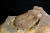강원도 태백시에서 발견된 약 15cm 크기의 바실리엘라 삼엽충 화석. 몸체가 온전히 발견된 케이스다.