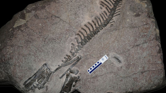 국내서 첫 발견된 '화성 뿔공룡' 화석, 천연기념물 된다