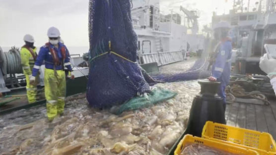 중국서 몰려온 ‘그놈’  공포…해파리 쏘임 올 4배 급증