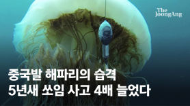 중국서 몰려온 ‘그놈’  공포…해파리 쏘임 올 4배 급증