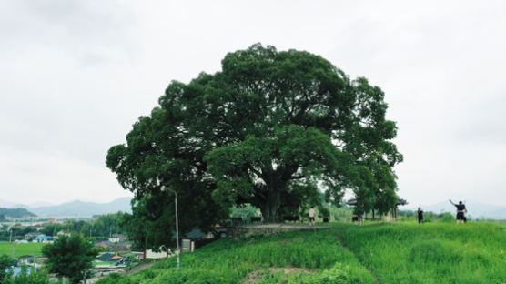 500살 ‘우영우 팽나무', 천연기념물 된다