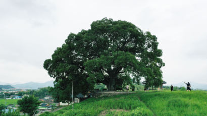 [사진] ‘우영우 팽나무’ 천연기념물 된다