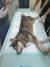 26일 오전 제주시 한경면에서 몸통에 70cm 화살이 관통된 개가 발견돼 제주시 공무원 등에 의해 동물병원으로 옮겨져 수술을 받고 있다. 사진 제주시