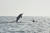 사진은 제주도에 서식하는 남방큰돌고래. 해수부 제공.