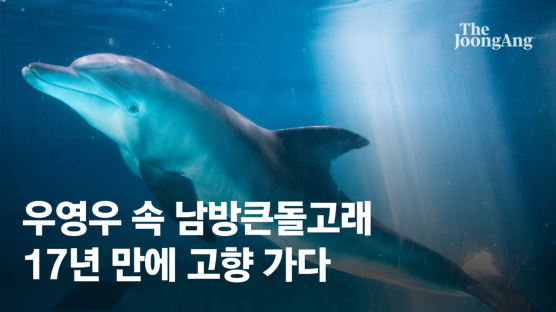 남방큰돌고래 ‘비봉이’, 태풍 북상에 수족관으로 긴급 이송