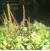 단풍잎돼지풀. 사진 국립환경연구원