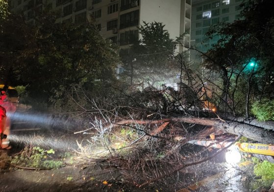 제11호 태풍 '힌남노'가 남해안에 상륙한 6일 오전 부산 수영구 한 아파트 앞 도로 가로수가 넘어져 있다. 사진 부산경찰청= 연합뉴스