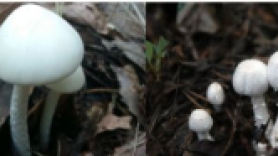 성묘길, 가을 산행 시 독버섯 주의…야생 버섯 4종 중 3종 먹으면 위험