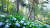 해남 포레스트수목원은 수국이 유명하다. 국내 최대 규모의 수국정원에 250종 수국이 산다. 