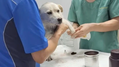 피 뚝뚝 잔혹 산책…오토바이에 반려견 묶고 끌고 다닌 70대