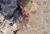 지난해 11월4일 제주 서귀포시 성산읍 광치기해변에서 발견된 맹독성 '파란고리문어'. 사진 서귀포해양경찰서