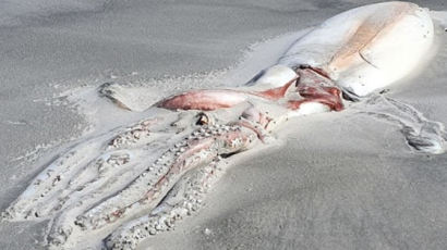 "양털 뭉치인가?" 뉴질랜드 해변서 발견된 4m 사체의 정체 