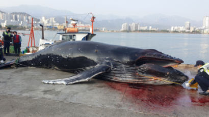 “고래 혼획 안된다”며 한국 수산물 수입 금지 준비하는 미국… 한국 대책은