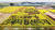 전북 김제 지평선 축제에 가면 논에 다양한 작물을 심어 만든 축제 로고를 볼 수 있다. 중앙포토