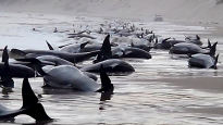 돌고래 230마리 또 떼죽음…2년전 300마리 죽은 해변, 무슨일?