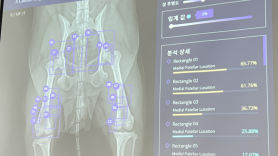 [팩플] “강아지 슬개골탈구입니다”…반려견 AI 헬스케어 만든 SKT의 빅픽처