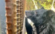 [소년중앙] 인간 욕심 탓 철창 속 40년…마지막 자유의 땅 꿈꾸는 사육곰