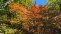 가을옷으로 갈아입은 설악산, 29일 첫 단풍…절정은 언제