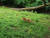 지난 6월 초 부산 해운대 달맞이고개에서 발견된 붉은여우. 사진 독자 제공
