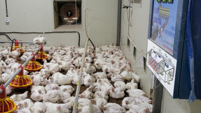5년간 폭염으로 폐사한 닭 무려 1800만마리… 기후변화 대응 필요