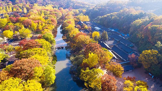 한국민속촌의 가을 풍경. 올가을 단풍은 10월 말 절정을 이룰 것으로 예상된다. 사진 한국민속촌