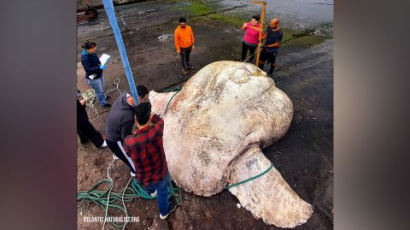 북대서양서 무게 3톤 거대 개복치 발견...최대 경골어류 기록 깼다