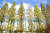 경상북도 산림환경연구원 경북천년숲정원에 조성된 칠엽수 가로수길. 10월 13일 촬영했는데 벌써 잎이 누렇게 익었다. 