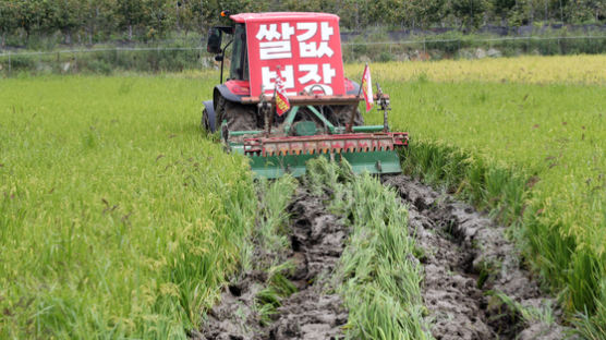 남아도는 쌀 어쩌나…“정부가 사들여야” “생산 줄여야”