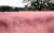 첨성대 주변에 조성된 핑크뮬리 군락지는 가을 경주를 대표하는 풍경이다. 온종일 관광객이 끊이지 않는다.