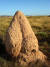 호주 케이프 레인지 국립공원의 흰개미집. [위키피디아]