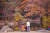 창경궁의 연못 춘당지도 가을빛을 담기 좋은 장소다. 사진 서울관광재단