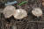 산에서 만날 수 있는 독버섯인 삿갓외대버섯. [국립산림과학원 제공]