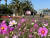 지난 20일 제주시 이호테우해수욕장 인근 코스모스 꽃밭을 찾은 관광객들. 최충일 기자