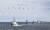 지난 2018년 10월 제주도에서 열린 해군 주최 국제관함식에서 관함식에 참가한 함정들이 해상 사열을 하고 있다. 당시 일본 해상자위대는 욱일기 게양 문제로 한국 정부와 갈등을 빚고 참석하지 않았다. 사진 해군