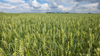 러 “곡물 수출 협정 중단”…밀값 7% 뛰며, 커지는 애그플레이션 공포