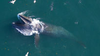 멸종위기종 대왕고래, 미세플라스틱 매일 1000만개 먹는다