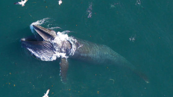 멸종위기종 대왕고래, 미세플라스틱 매일 1000만개 먹는다