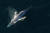 미 캘리포니아 바다에서 이동 중인 대왕고래. 로이터=연합뉴스