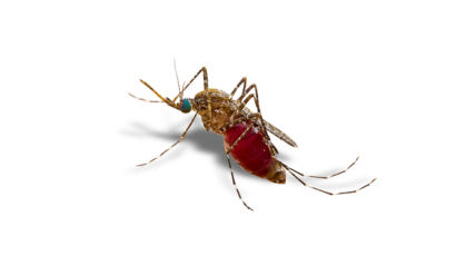 모기 물리면 안 된다…질병청, 동남아 ‘지카바이러스’ 주의 당부