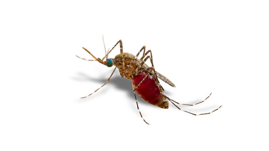 모기 물리면 안 된다…질병청, 동남아 ‘지카바이러스’ 주의 당부
