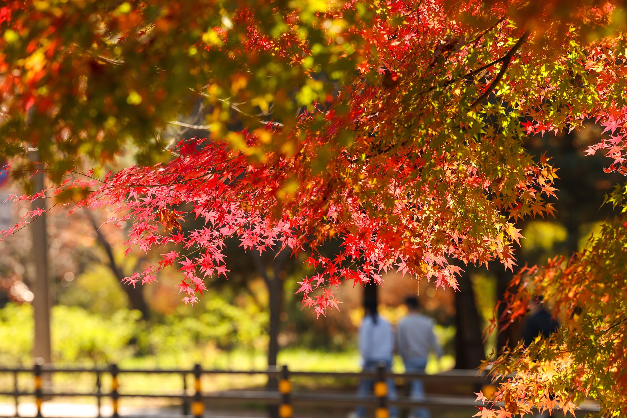 포토버스]만추(晩秋), 가을의 끝자락을 거닐며 갖는 치유의 시간 | 중앙일보