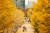 지난 3일 절정을 이룬 서울숲 은행나무길이 깊어가는 가을의 분위기를 더하고 있다. 우상조 기자